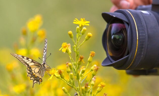 Online Tips for Shopping Mirrorless and DSLR Cameras Made Easy